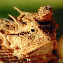 T8UVB10.0紫外線爬蟲燈管15W